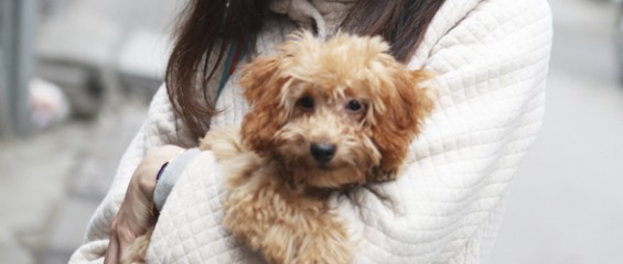 Caring for Animals 2.3.6.0